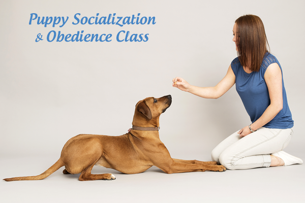 Puppy Socialization