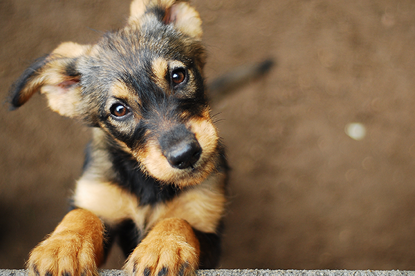 spca adoption event