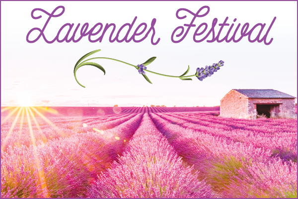 Lavender festival Araceli Farms