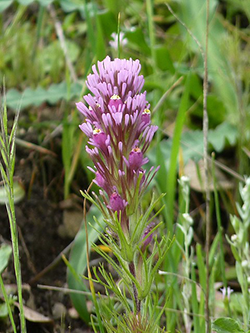 rockville-hills-flower