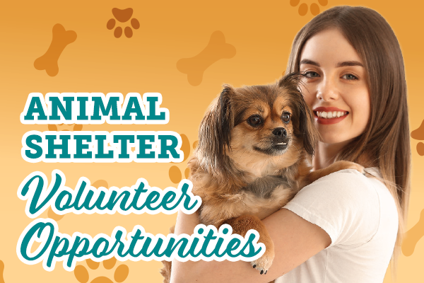 Animal Shelter Volunteer Opportunities Your Town Monthly