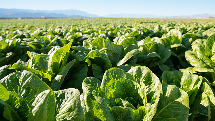 California lettuce farmers market