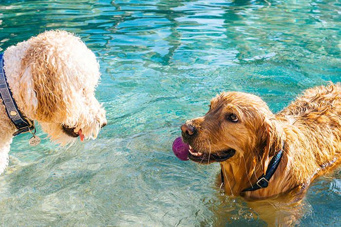 Two dog in swimming pool