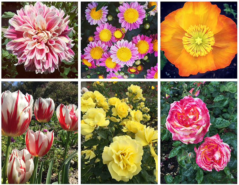 SelfGuided Tours at The Gardens at Heather Farm Your Town Monthly