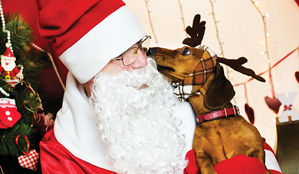 pet pictures santa vacaville