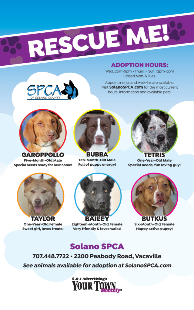 Animals for Adoption at the SPCA of Solano County - Your Town Monthly Animals for Adoption at the SPCA of Solano County - Your Town Monthly