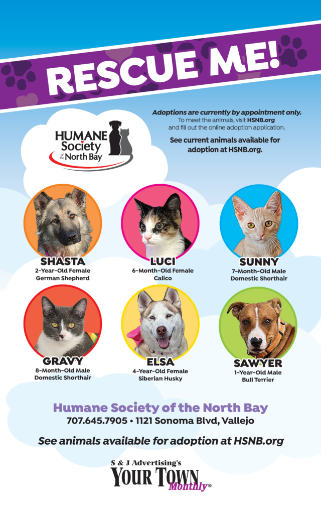 Animals Available for Adoption at the Humane Society of the North Bay